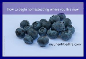 how to begin homesteading where you live now