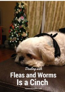 dealing with fleas and worms is a cinch