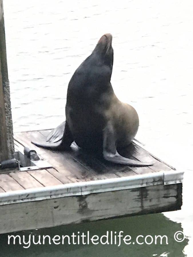 sea lions on the wharf san francisco