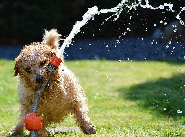 dog watering lawn